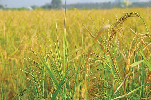 வெள்ளத்திலும் வெகுமதி கொடுத்த கிச்சலிச்சம்பா!