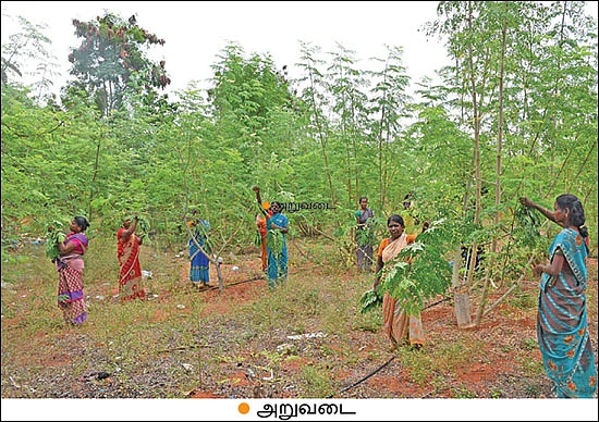 முத்தான வருமானம் தரும் முருங்கை இலை! - மாதம் ரூ 1,30,000 திருநெல்வேலியிலிருந்து துபாய்க்கு...