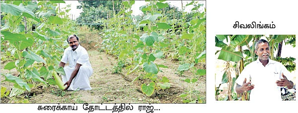 40 செண்ட் சுரைக்காய்... 40 செண்ட் பாகற்காய்...