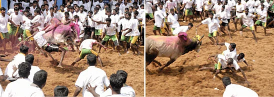 "மாடு பிடிச்சா பரிசு... பிடிக்கலைன்னா பொங்கல் வாழ்த்து!"