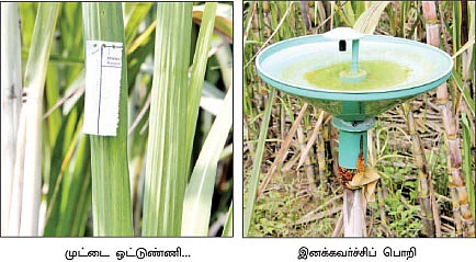 வறண்ட நிலத்திலும் வளமான வருமானம்...