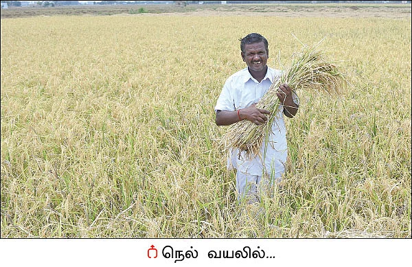வறட்சியிலும் வற்றாத மகசூல் கொடுக்கும் ஆத்தூர் கிச்சிலிச் சம்பா!