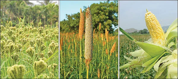 பயிர்க் காப்பீடு செய்வோம்... இழப்பீடு பெறுவோம்!
