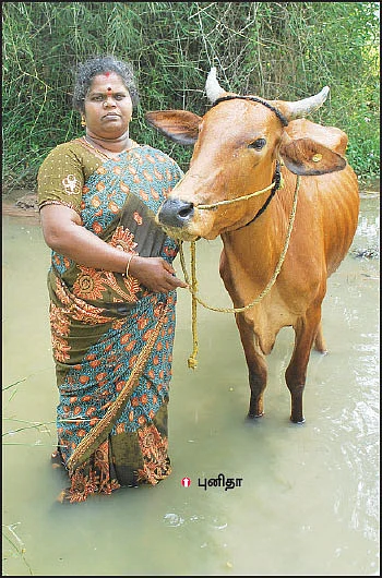 "பசுமாட்டு வருமானத்தில் பந்தாவா கல்யாணத்தை நடத்தினோம்!"
