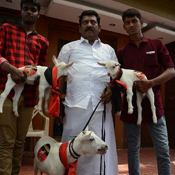குதிரை, காளை, காஷ்மீர் ஆட்டுக்குட்டி... ஸ்டாலின் பிறந்தாள் விழா ருசிகரம்!