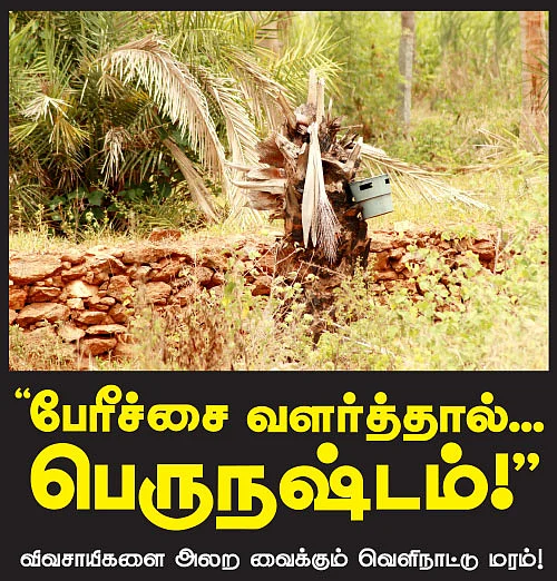 பேரீச்சை வளர்த்தால்... பெருநஷ்டம் !