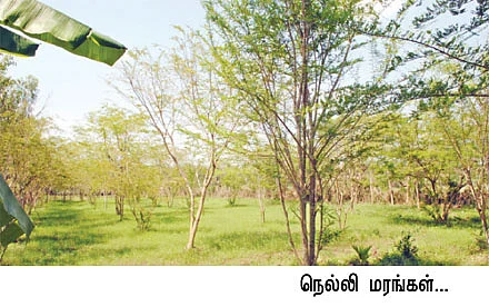 ஜீரோ பட்ஜெட்டில் ஜொலிக்கும் ஒருங்கிணைந்தப் பண்ணையம்!