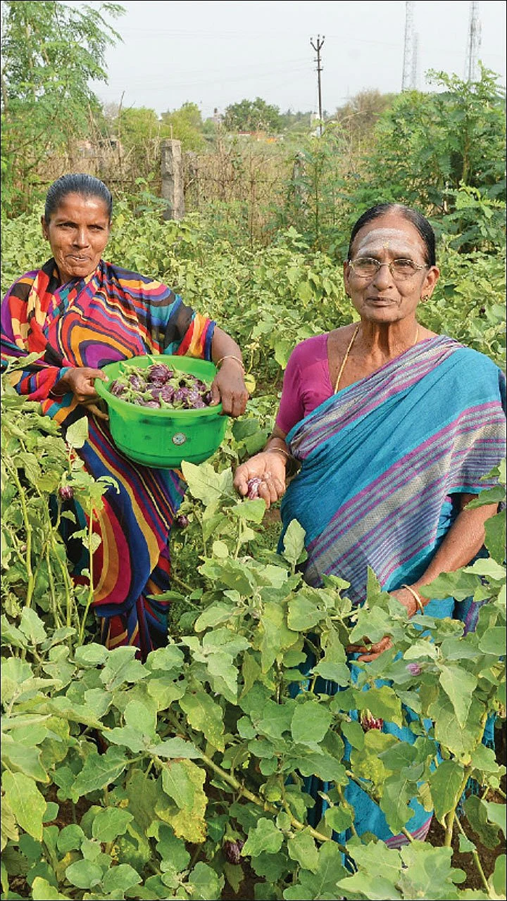 அரை ஏக்கரில் ரூ 60 ஆயிரம் - மாநகரத்தில் காய்கறிச் சாகுபடி!