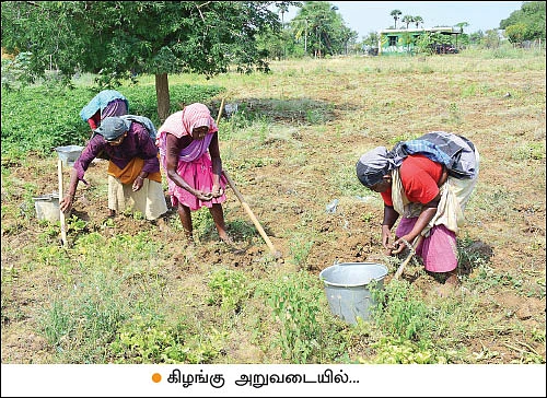 சீரான வருமானம் தரும் சிறுகிழங்கு! - 25 சென்ட்... 5 மாதங்கள்... ரூ. 40,000