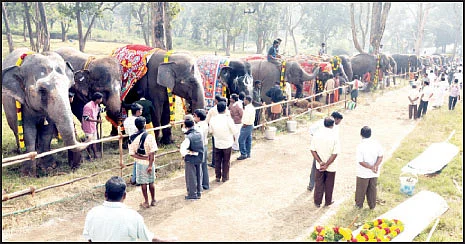 துவங்கியது கஜமேளா!