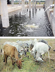 புத்தர் சாப்பிட்ட காலா நமக்...ஆயுளைக் கூட்டும் அற்புத அரிசி !