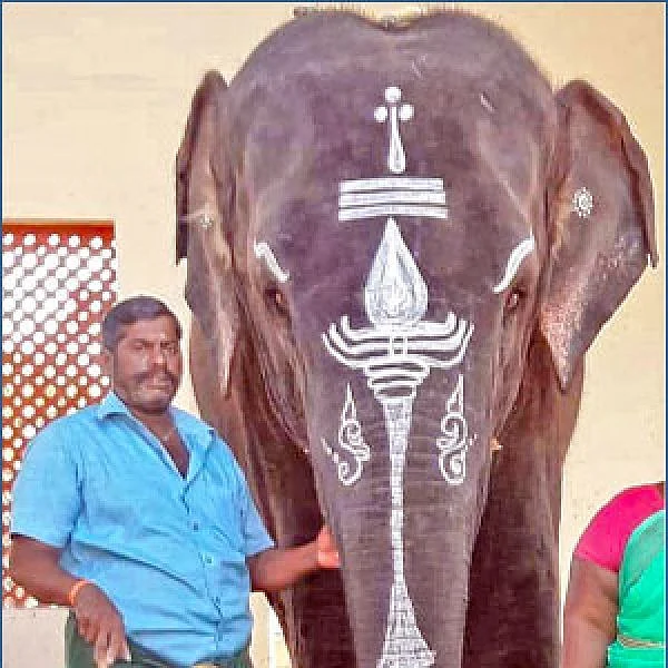 சமயபுரம் யானை மசினிக்கு திடீர் உடல்நலக்குறைவு!