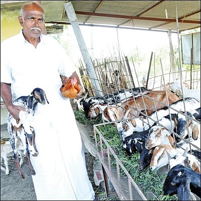 மண்ணுக்கேற்ற மாடுகள்... பாரம்பர்ய வைத்தியம்!