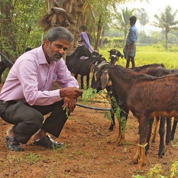 40 ஆடுகள், ரூ. 3 லட்சம்... வெள்ளாடுகள் கொடுக்கும் வெகுமதி!