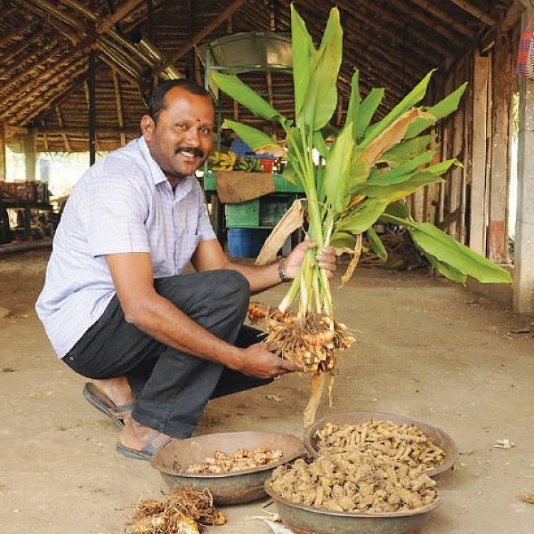 கொஞ்சம் ப்ளஸ்... நிறைய லாபம்! - மகத்தான லாபம் தரும் மஞ்சள்!