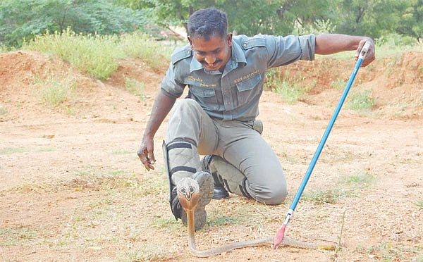 பாம்புகளை காதலிக்கிறேன்!