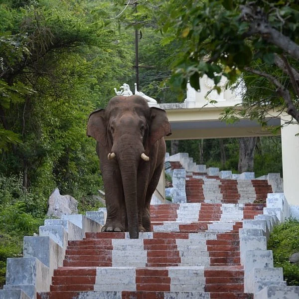 `விநாயகனுக்கு என்ன நடந்துருக்குமோனு பதறிட்டோம்!'- முதுமலையில் யானையைத் தேடிய வனத்துறையினர்
