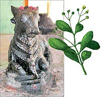 ஆரோக்கியம் அருளும் ஆலய விருட்சங்கள்!