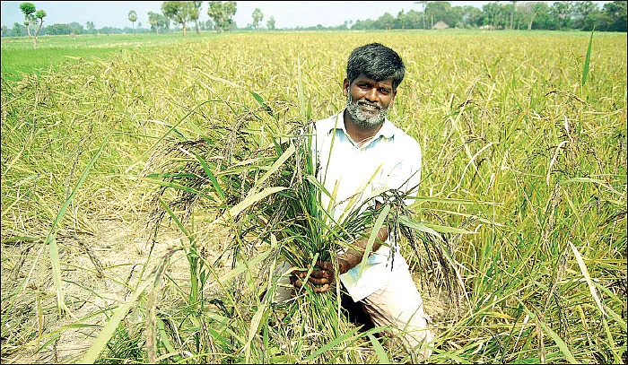 மருத்துவ குணம்கொண்ட மணிப்பூர் நெல்!