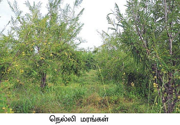 கரிசலில் காய்த்துக் குலுங்கும் நெல்லி !