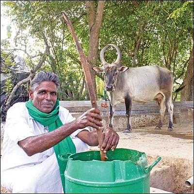 பஞ்சகவ்யா! - 22 - அன்று சாணிப்பால்... இன்று பஞ்சகவ்யா! மானாவாரியிலும் மகத்தான மகசூல்!