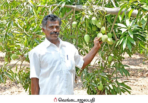 20 மரங்கள்... ரூ 1,00,000 லாபம்... கெத்தமார்.... சீரி... ருமானி...