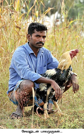 நாட்டுக்கோழி வளர்ப்பில் 'நச்'லாபம்