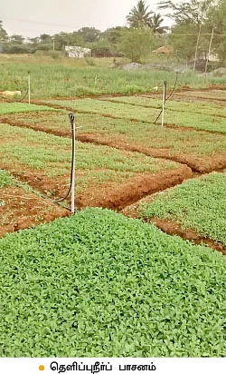 மணக்கும் புதினா... துளிர்க்கும் வருமானம்..!