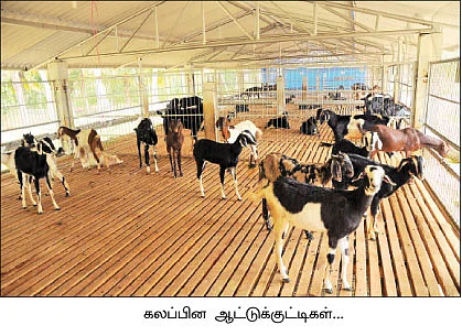 ஆடு +தென்னை +மா