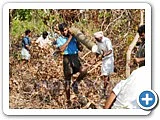 மரம் வெட்டி, நிலத்தைச் சுத்தப்படுத்திக்கொடுக்கும் திட்டம் - நடுத்திட்டு கிராமம்