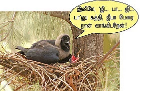மை டியர் ஜீபா !