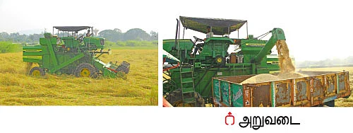 வெள்ளத்திலும் வெகுமதி கொடுத்த கிச்சலிச்சம்பா!