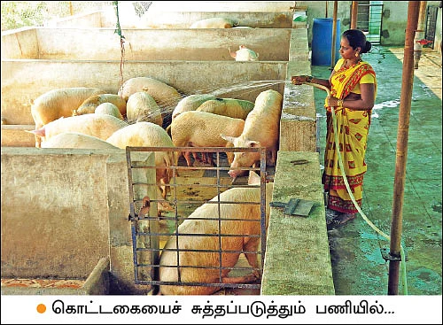 பணம் குவிக்கும் பண்ணைத்தொழில்கள் - 4 - வெண்பன்றி... கழிவுகளைப் பணமாக்கும் கால்நடை!