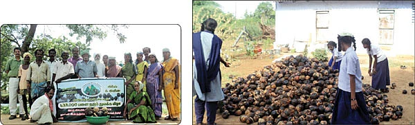 லட்சிய பனை மரம்... லட்சிய அமைப்பு!