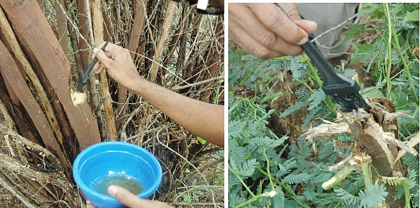 நீங்கள் கேட்டவை: ‘‘வாழை சாகுபடிக்கு ஏற்ற மாதம் எது?’’