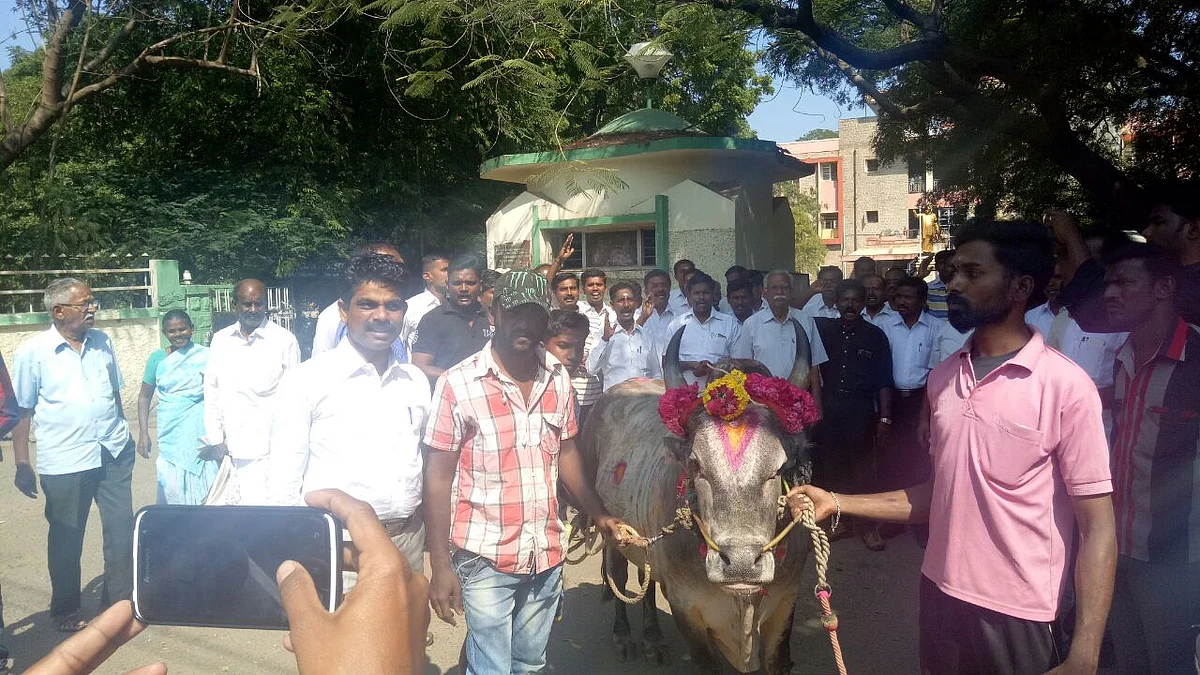 திமிறும் தமிழகம்: அவசரச் சட்டம் பிறப்பித்தார் ஆளுநர்! அலங்காநல்லூரில் நாளை ஜல்லிக்கட்டு #LiveUpdate