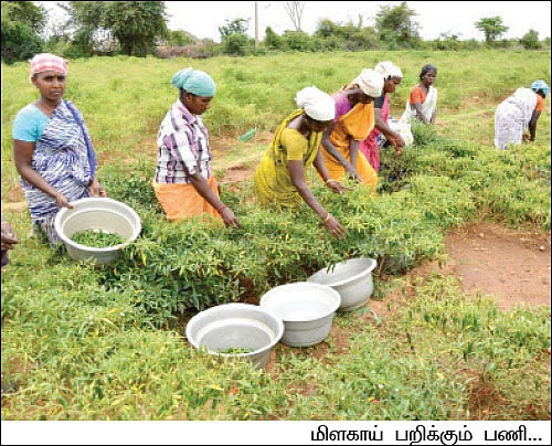 5 ஏக்கர்... 200 நாட்கள்... 7,50,000!