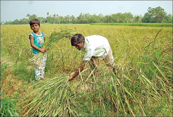 மருத்துவ குணம்கொண்ட மணிப்பூர் நெல்!