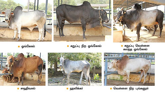 குறைந்த பராமரிப்பில் அதிக வருமானம்... ஒப்பில்லாத ஓங்கோல் மாடுகள்!