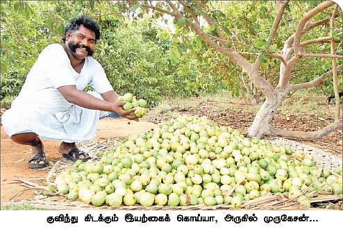 40 ஏக்கரில் இயற்கைப் பழப் பண்ணை !