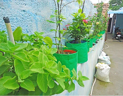ஆஸ்பத்திரி செலவைக் குறைக்கும் வீட்டுத்தோட்டம்!