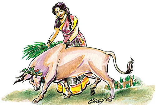 இல்லங்கள் நிறையும் இதயங்கள் பூரிக்கும்! - தை மாத சிறப்பு தொகுப்பு