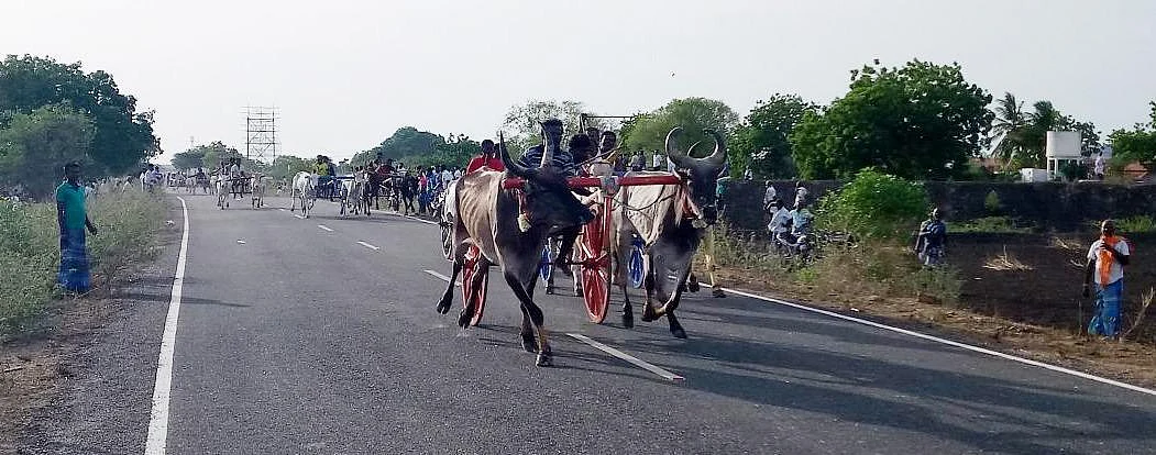 ரேக்ளா போட்டியில் அதிர்ந்த 5 மாவட்ட காளைகள்! முதல் பரிசை வென்றது ராமநாதபுரம் காளை