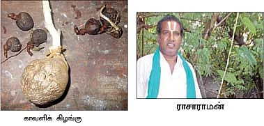 காவளிக் கிழங்கு...