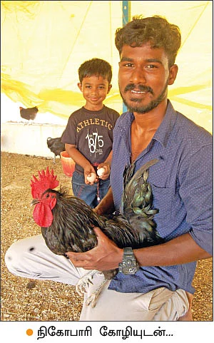 வளமான வருமானம் தரும் வான்கோழி வளர்ப்பு! - 300 வான்கோழிகள்... ரூ. 2,40,000 வருமானம்!