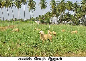 சம்பங்கி, கோழிக்கொண்டை, செம்மறி...