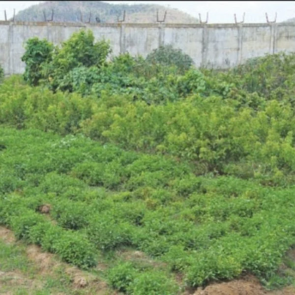 Rs.1,500 income per day...Lucrative Returns from Mullai Flower (Jasminum sambac) Cultivation