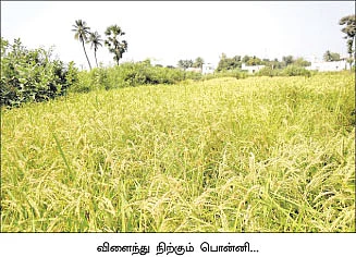 பலம் தரும் பஞ்சகவ்யா... விரட்டியடிக்கும் வசம்பு...