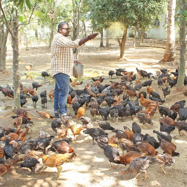 நாட்டுக்கோழிகள், ஆடுகள், மீன்கள்... மாதம் ரூ. 1,20,000 வருமானம்! - வளமான வருமானம் தரும் கால்நடை வளர்ப்பு!