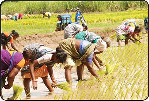 பசுமை ஒலி